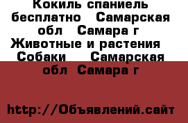 Кокиль спаниель бесплатно - Самарская обл., Самара г. Животные и растения » Собаки   . Самарская обл.,Самара г.